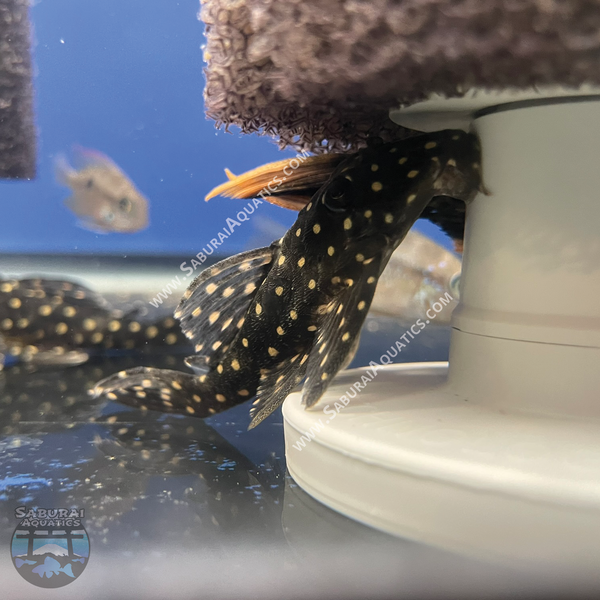 L201 “Orinoco Angel Pleco”