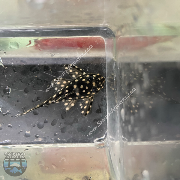 L201 “Orinoco Angel Pleco”