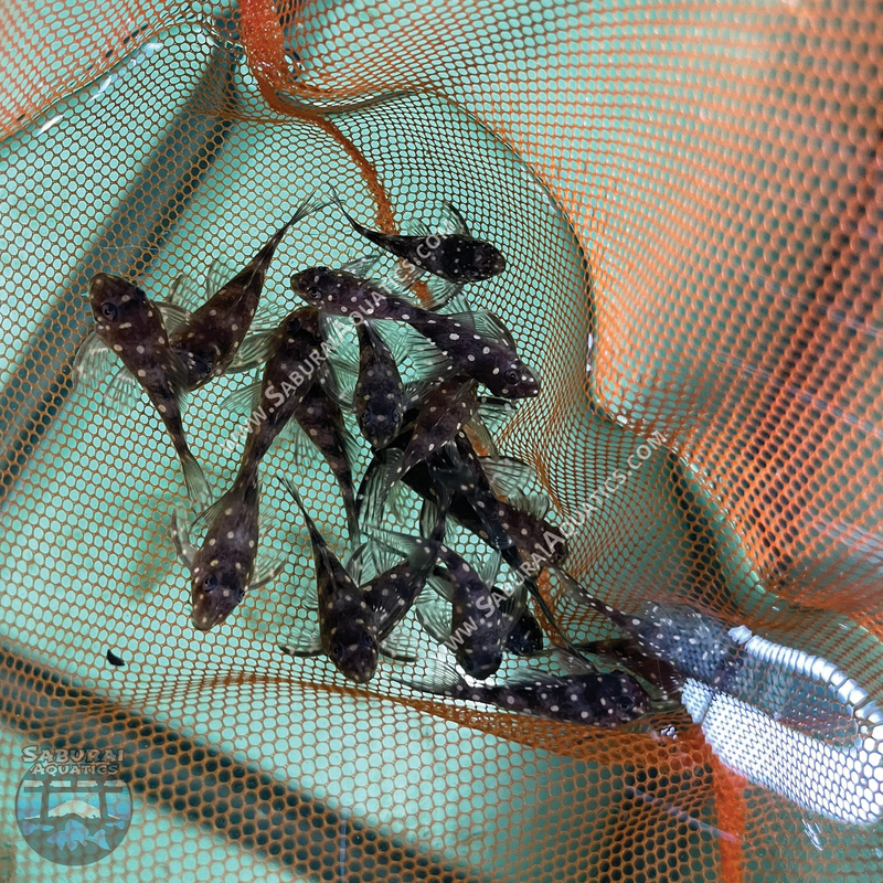 L201 “Orinoco Angel Pleco”