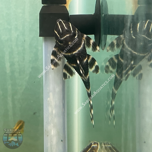 L204 "Emperor/Flash Pleco"