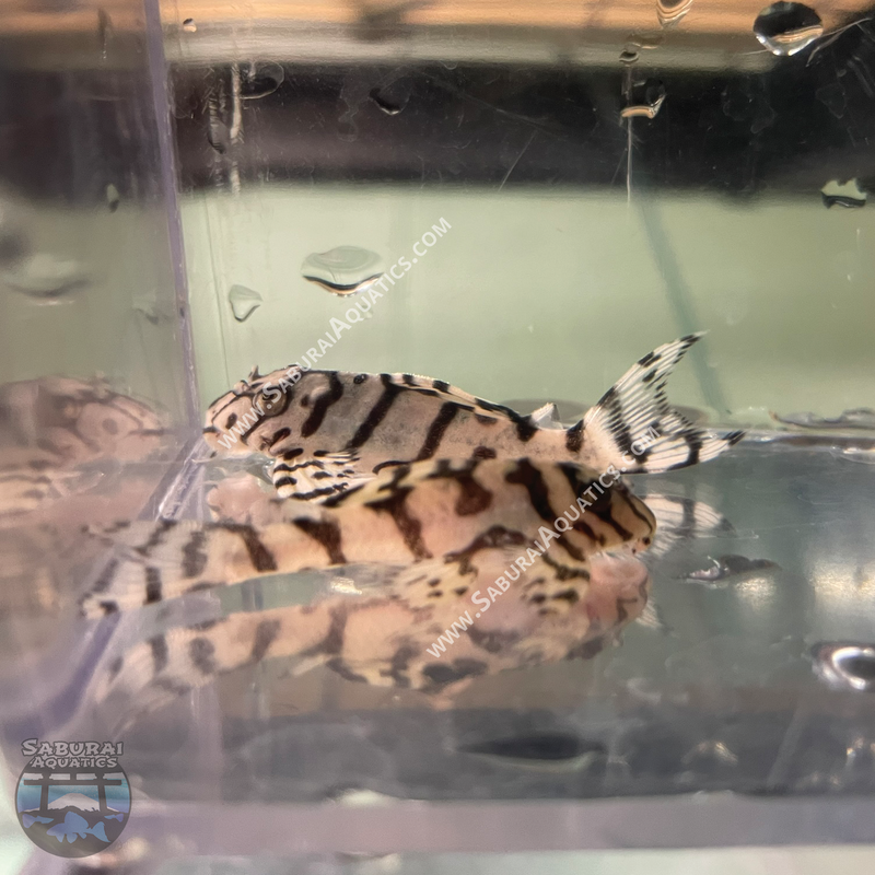 L236 "Super White Pleco"