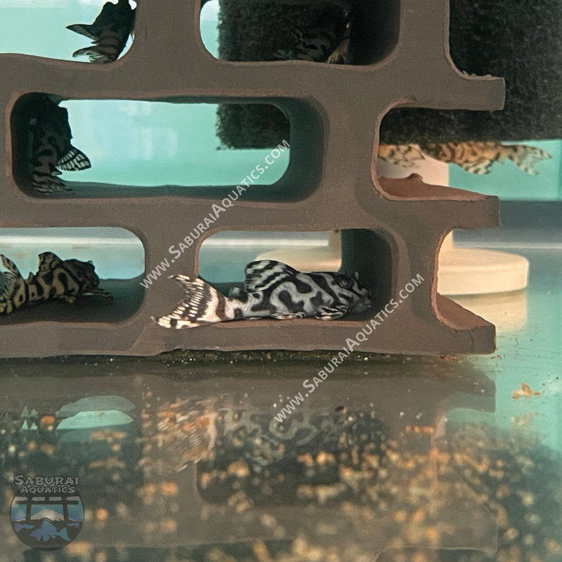 L236 "Super White Pleco"