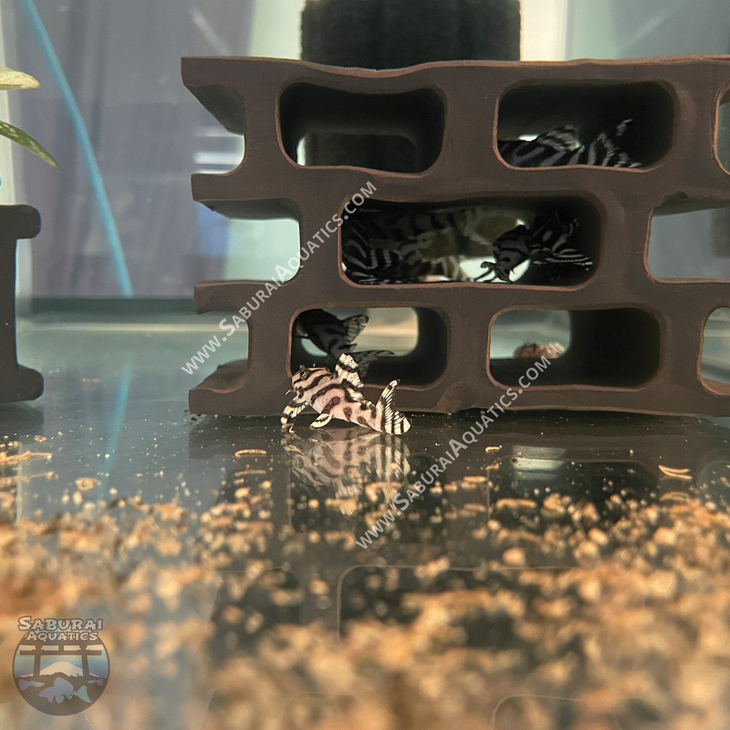 L236 "Super White Pleco"