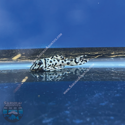 L236 "Super White Pleco"