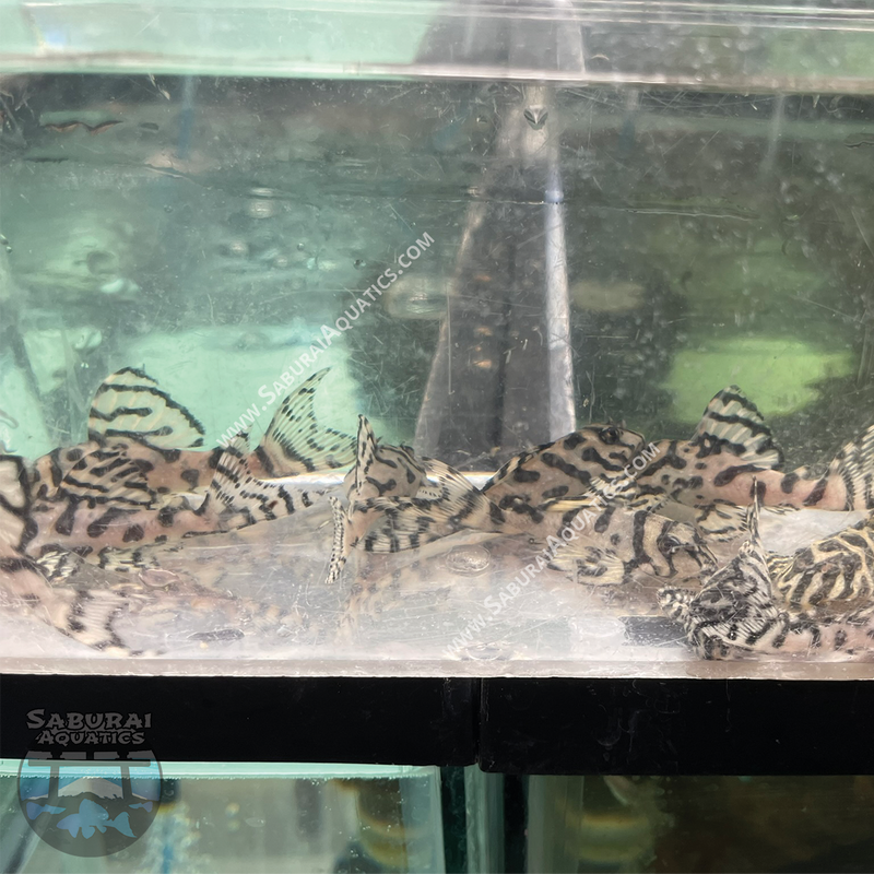 L236 "Super White Pleco"