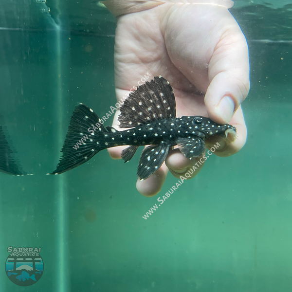 L240 "Galaxy / Vampire Pleco"