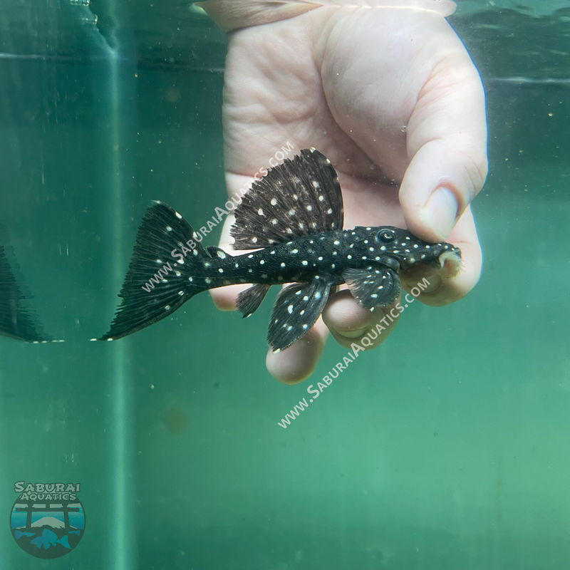 L240 "Galaxy / Vampire Pleco"