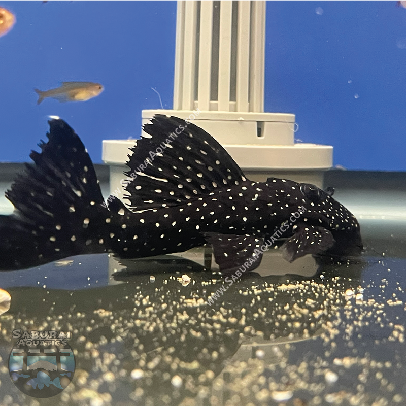 L240 "Galaxy / Vampire Pleco"