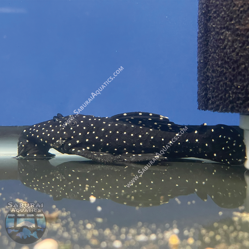 L240 "Galaxy / Vampire Pleco"