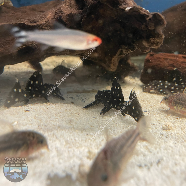 L240 "Galaxy / Vampire Pleco"