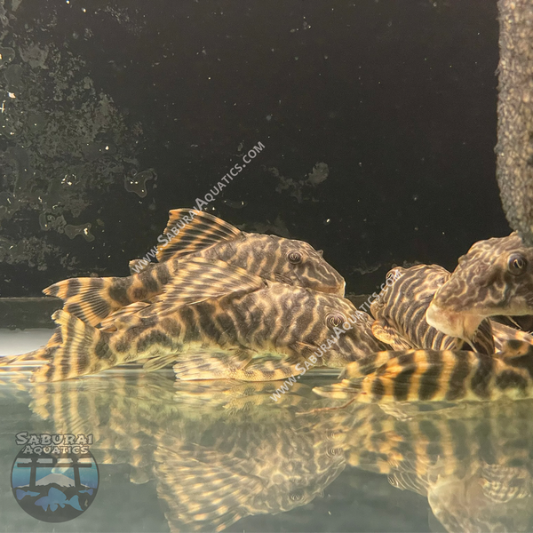 L377 "Prince Tiger Pleco"