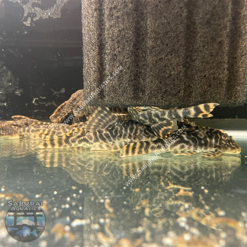 L377 "Prince Tiger Pleco"