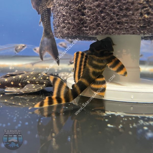 L397 "Red Alenquer Tiger Pleco"