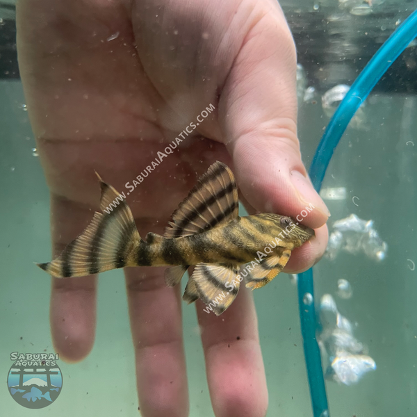 L397 "Red Alenquer Tiger Pleco"