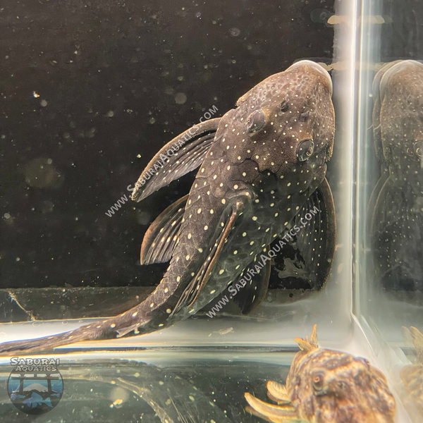 L476 "Black Phantom Pleco"
