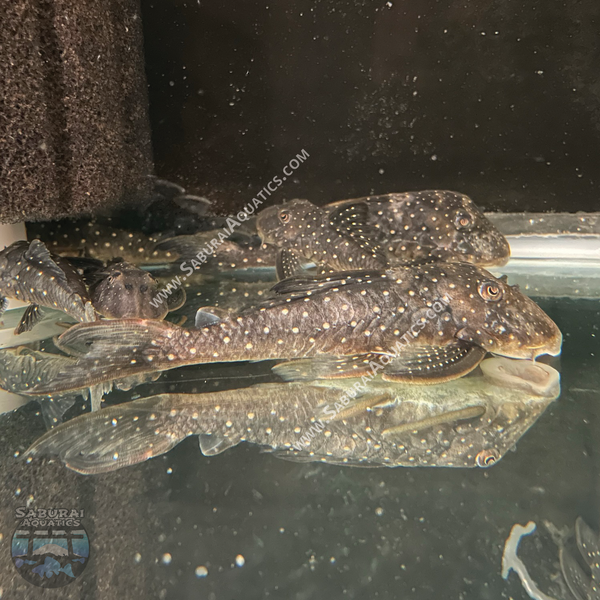 L476 "Black Phantom Pleco"