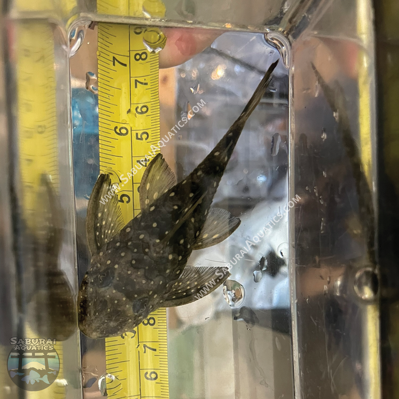 L501 "Black Phantasm Pleco"