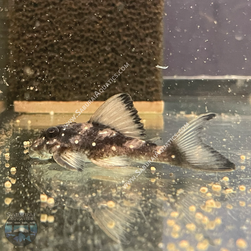 L501 "Black Phantasm Pleco"