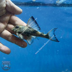 L501 "Black Phantasm Pleco"