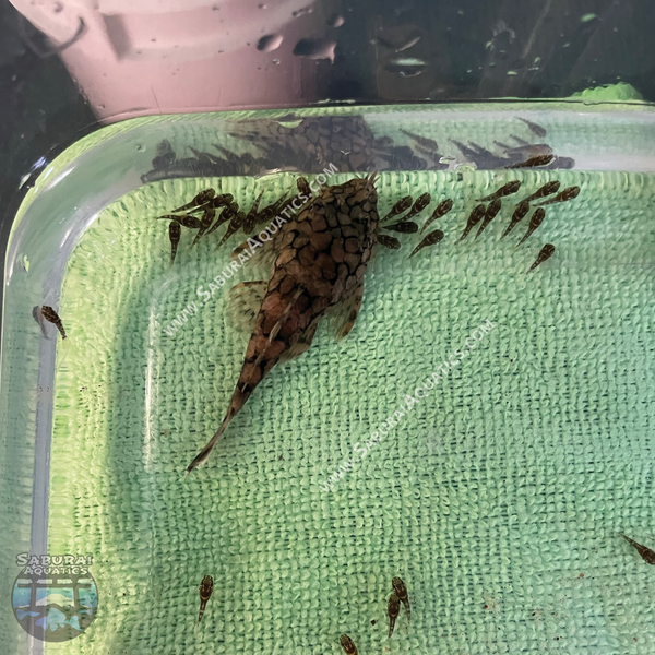 L519 "Rio Itenez Pleco"