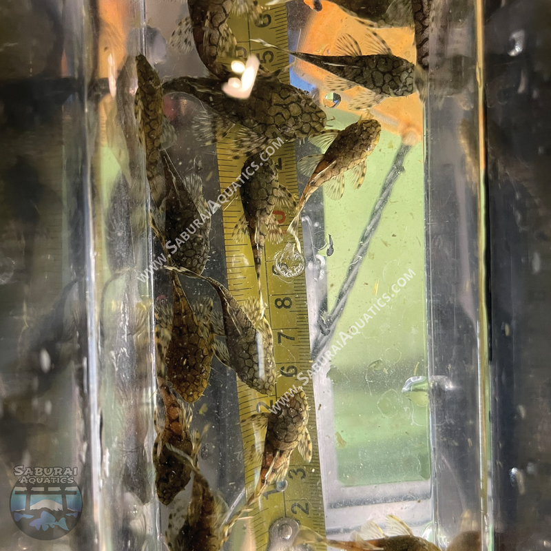 L519 "Rio Itenez Pleco"