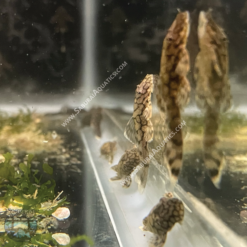 L519 "Rio Itenez Pleco"