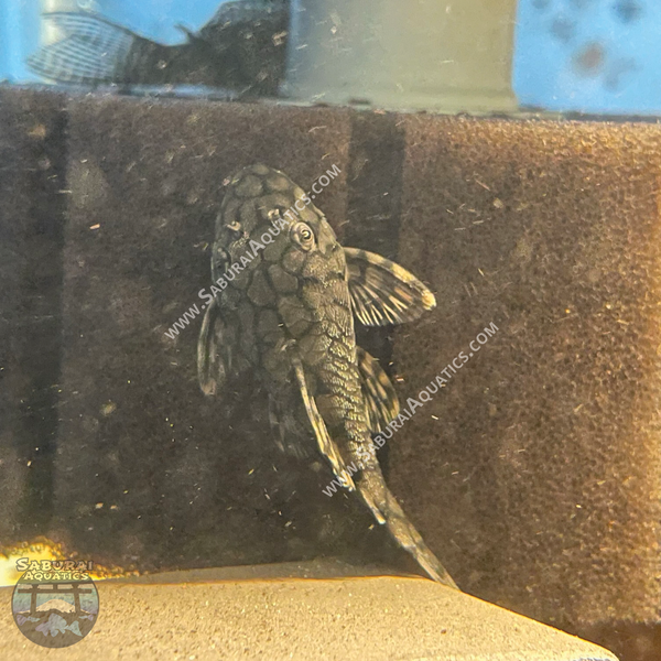 L519 "Rio Itenez Pleco"