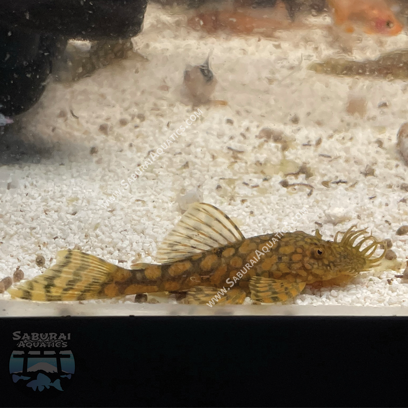 L528 "Rio Paraguay Pleco"
