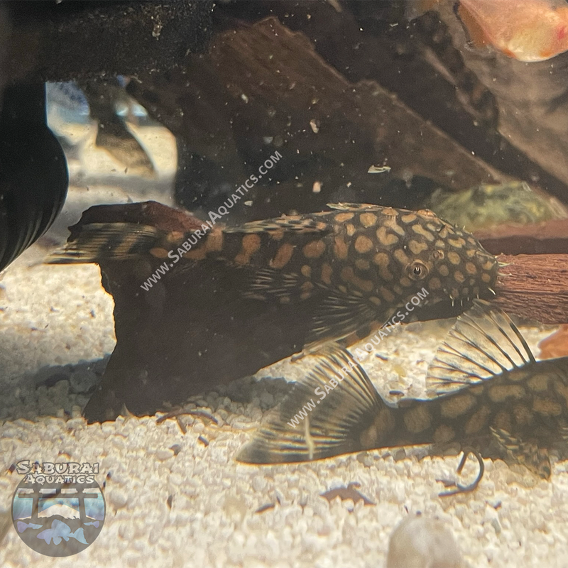 L528 "Rio Paraguay Pleco"