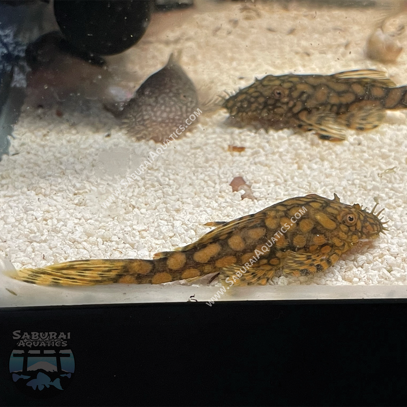 L528 "Rio Paraguay Pleco"