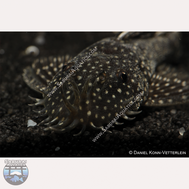 L530 "Snowflake Pleco"