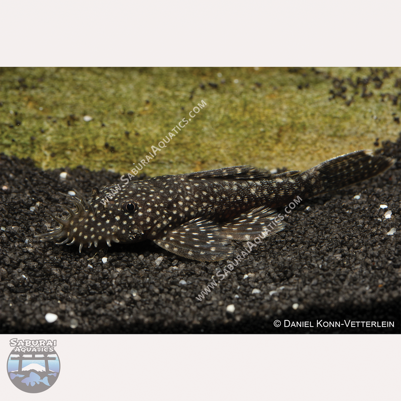 L530 "Snowflake Pleco"