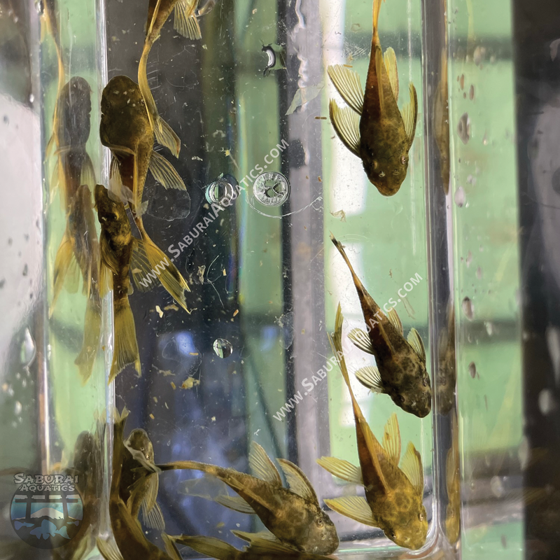 Long Fin Green Dragon Bristlenose Pleco