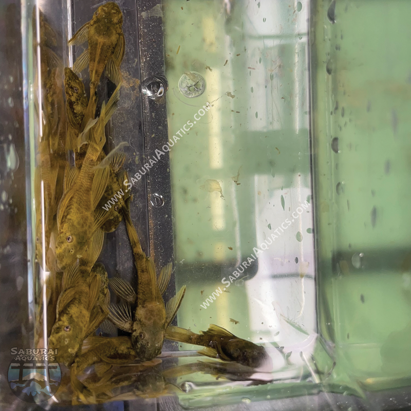 Long Fin Green Dragon Bristlenose Pleco