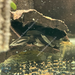 Long Fin Green Dragon Bristlenose Pleco