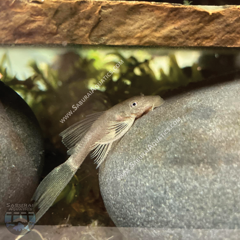 Long Fin Green Dragon Bristlenose Pleco
