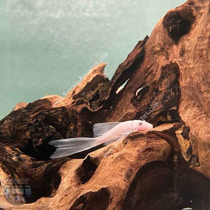 Long Fin Snow White Bristlenose Pleco