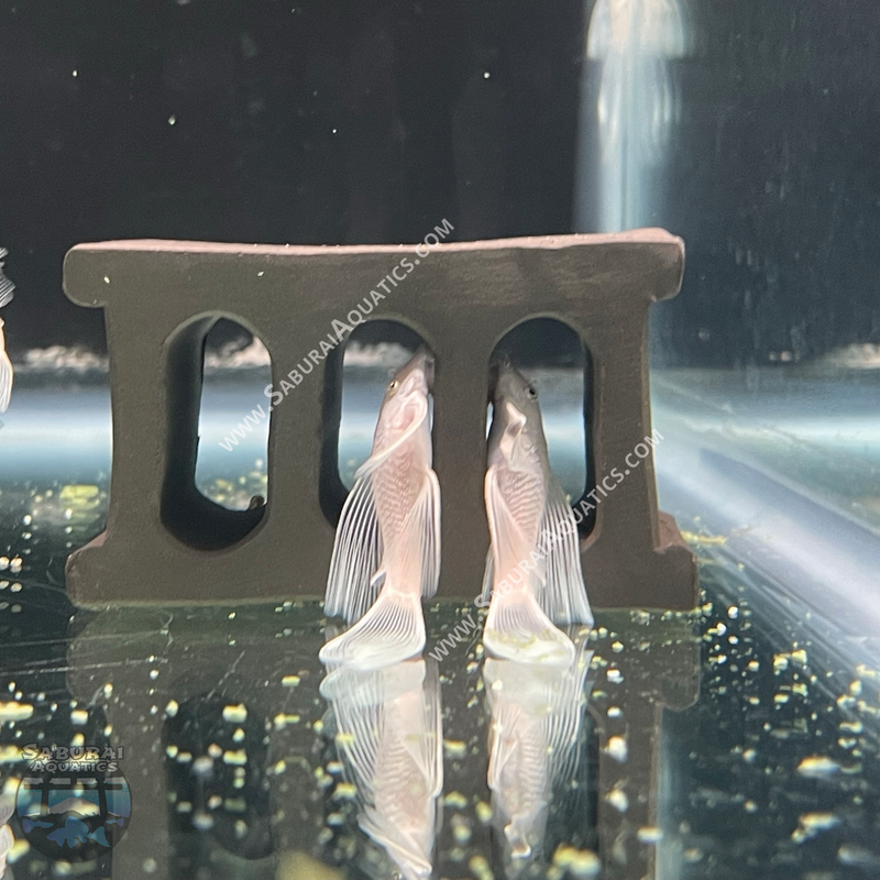 Long Fin Snow White Bristlenose Pleco