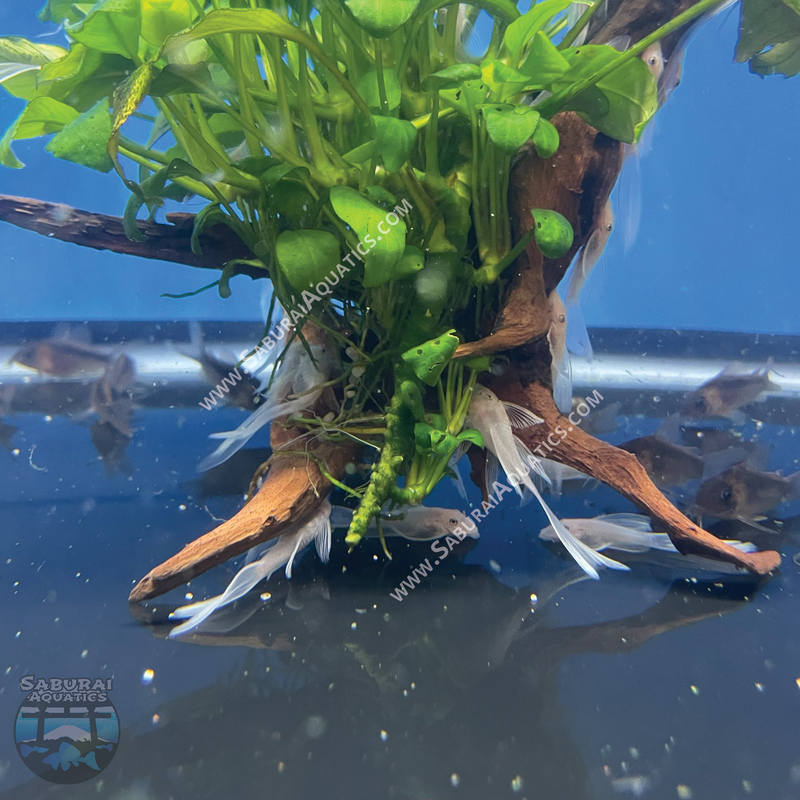 Long Fin Snow White Bristlenose Pleco