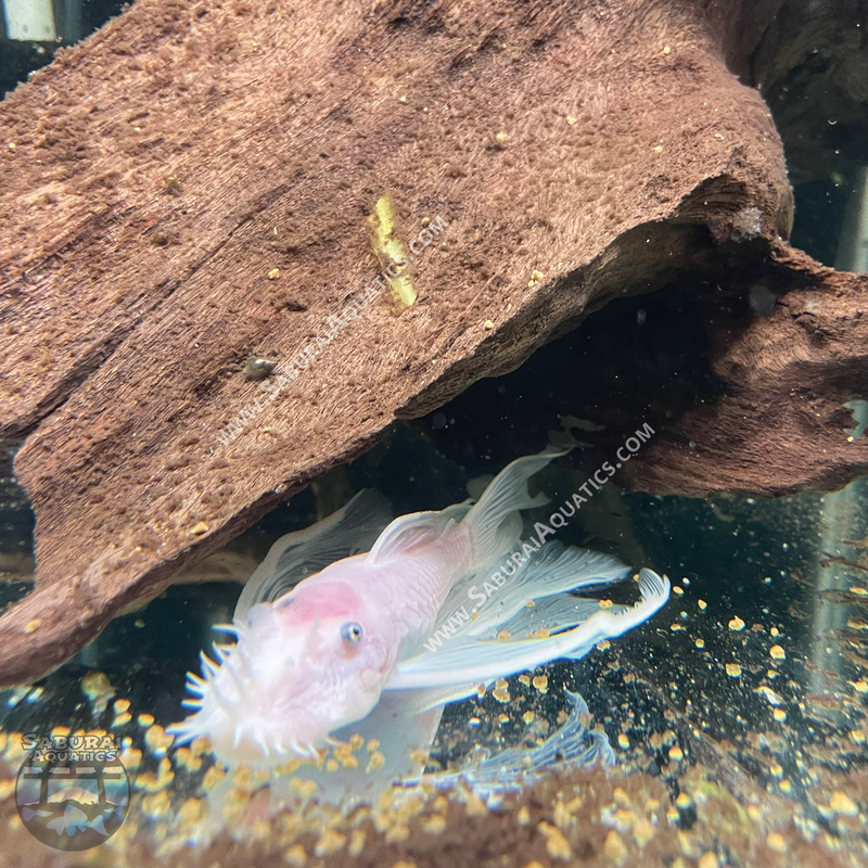 Long Fin Snow White Bristlenose Pleco