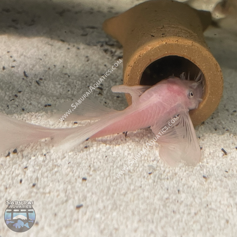 Long Fin Snow White Bristlenose Pleco