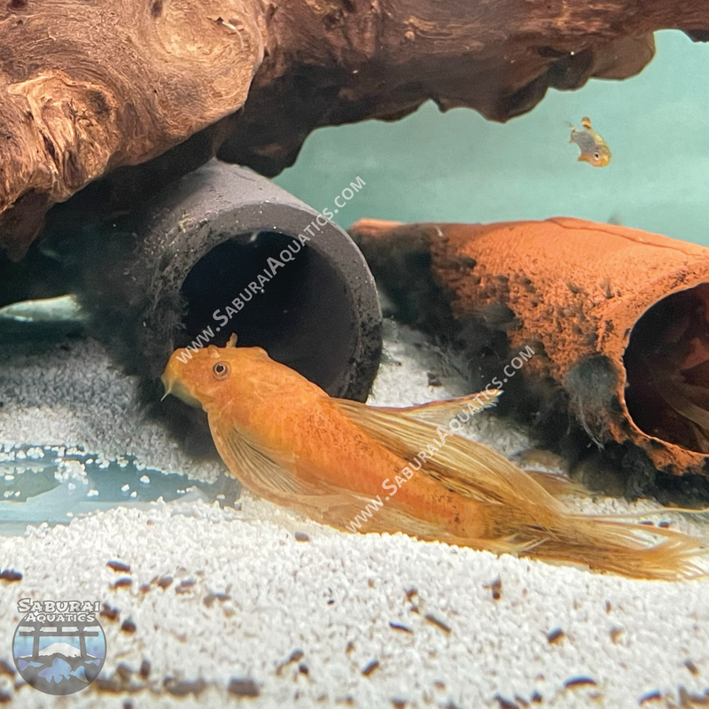 Long Fin Super Red Bristlenose Pleco