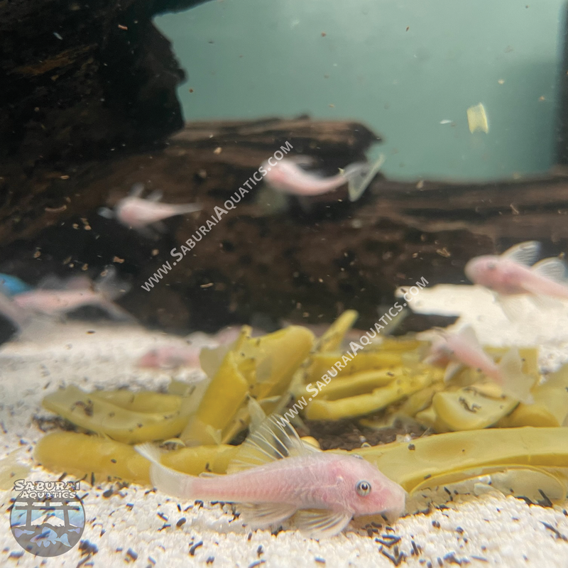 Short Fin Snow White Bristlenose Pleco