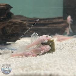 Short Fin Snow White Bristlenose Pleco