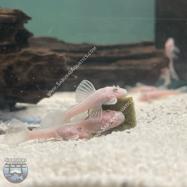 Short Fin Snow White Bristlenose Pleco