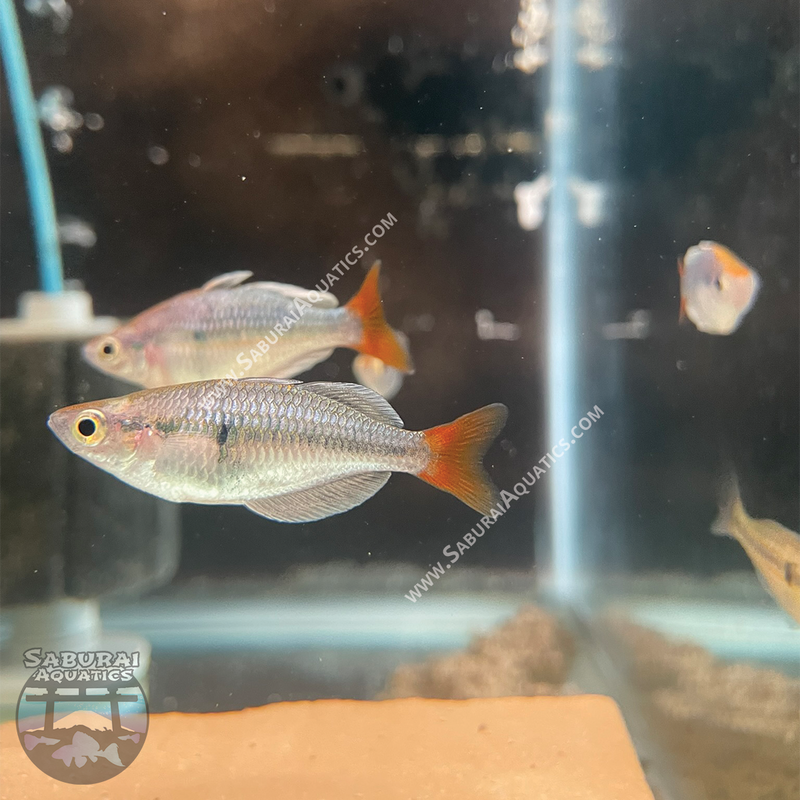 Kali Tawa Rainbowfish