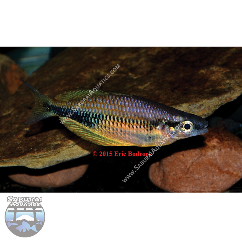 Sorong Rainbowfish