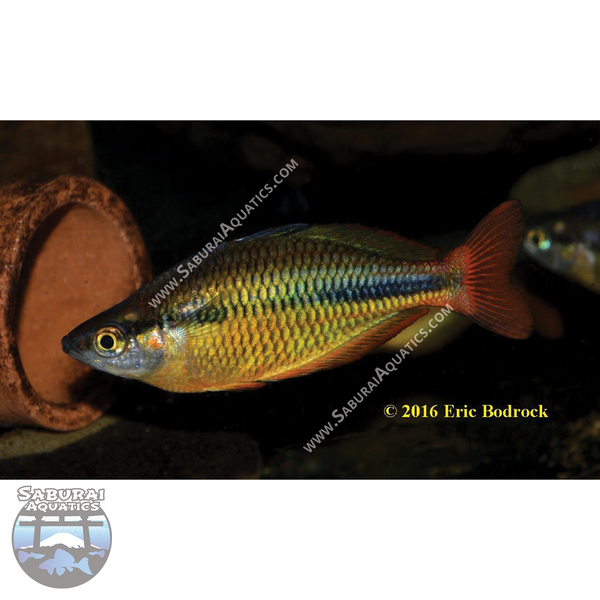 Lake Tebera Rainbowfish