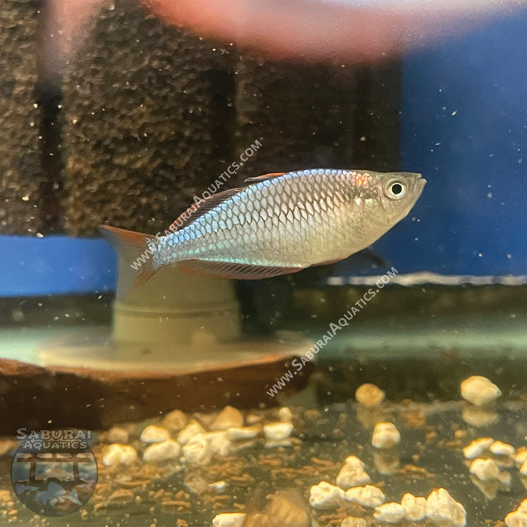 Dwarf Neon Praecox Rainbowfish – Saburai Aquatics