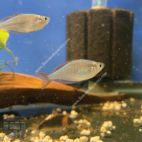 Dwarf Neon Praecox Rainbowfish